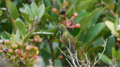 Chalcostigma heteropogon