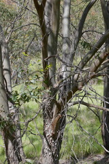 Eucalyptus stellulata