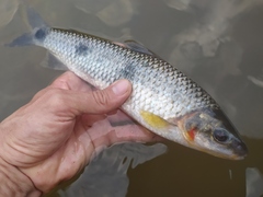 Leporinus muyscorum
