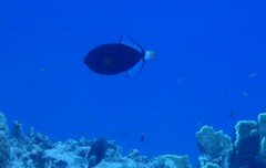 Melichthys vidua