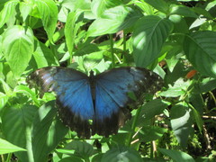 Morpho helenor montezuma