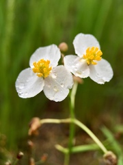 Sagittaria trifolia