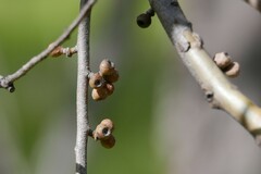 Eucalyptus stellulata