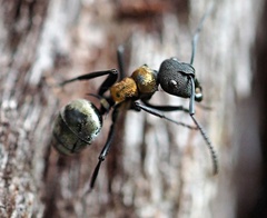 Polyrhachis ornata