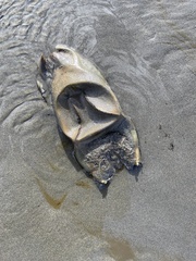 Beringraja binoculata