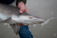 Carcharhinus plumbeus