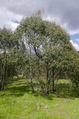 Eucalyptus stellulata