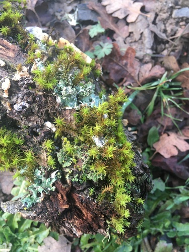 iNaturalist observation photo of Fragile Fork-moss