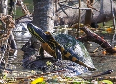 Trachemys venusta venusta