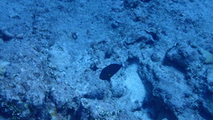 Melichthys vidua