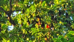 Pteropus seychellensis comorensis