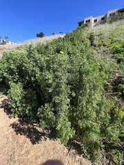 Glebionis coronaria