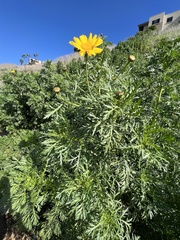 Glebionis coronaria