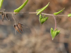Trichodesma inaequale