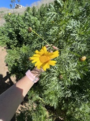 Glebionis coronaria
