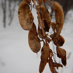Astragalus americanus