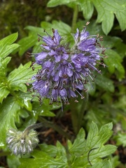 Hydrophyllum occidentale
