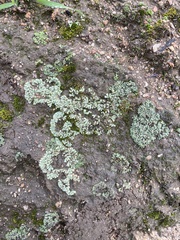 Riccia trichocarpa