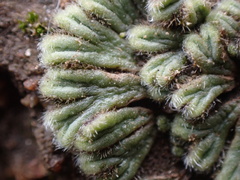Riccia trichocarpa
