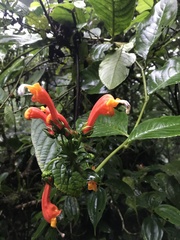 Centropogon granulosus