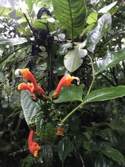 Centropogon granulosus