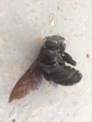 Neoxylocopa