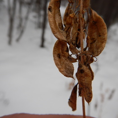 Astragalus americanus