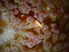 Amphiprion perideraion