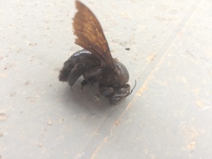 Neoxylocopa