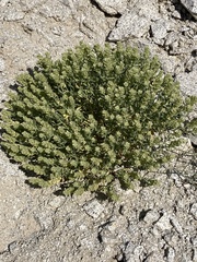 Petalonyx linearis
