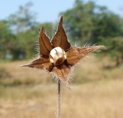 Trichodesma inaequale