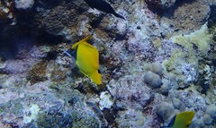 Forcipiger flavissimus