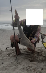 Pseudobatos planiceps