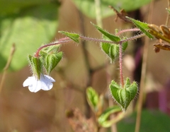 Trichodesma inaequale