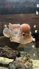 Amphilophus labiatus × cichlasoma trimaculatum