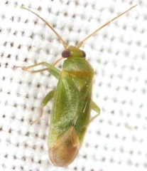 Dichaetocoris