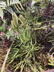 Diphasiastrum thyoides