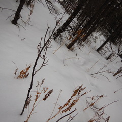 Astragalus americanus