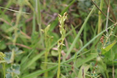 Habenaria pumila