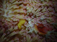 Heteractis magnifica