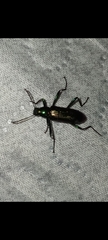 Strongylium auratum