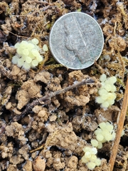 Limax maximus