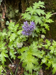Hydrophyllum occidentale