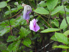 Canavalia septentrionalis