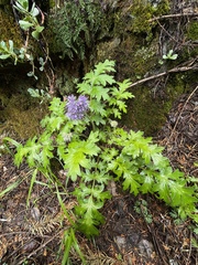 Hydrophyllum occidentale