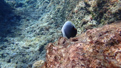 Chaetodon reticulatus