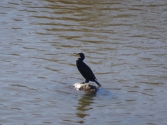 Phalacrocorax carbo