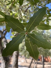 Quercus emoryi