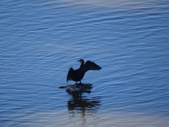 Phalacrocorax carbo