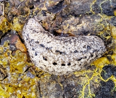 Philomycus carolinianus